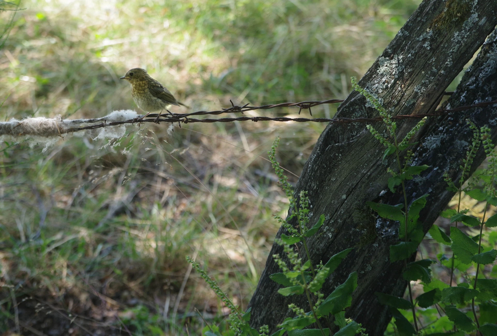Faune et flore au bord de l'étang